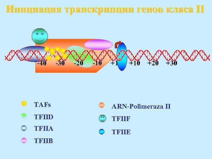 Инициация транскрипции генов класа II -40 -30 -20 -10 +1 +10 +20 +30 TAFs