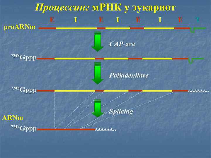Процессинг м. РНК у эукариот pro. ARNm E I E I E T CAP-are
