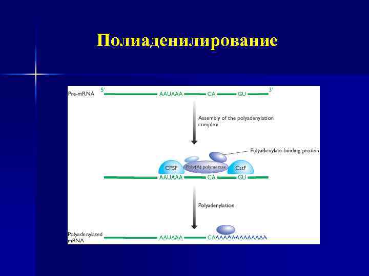 Полиаденилирование 