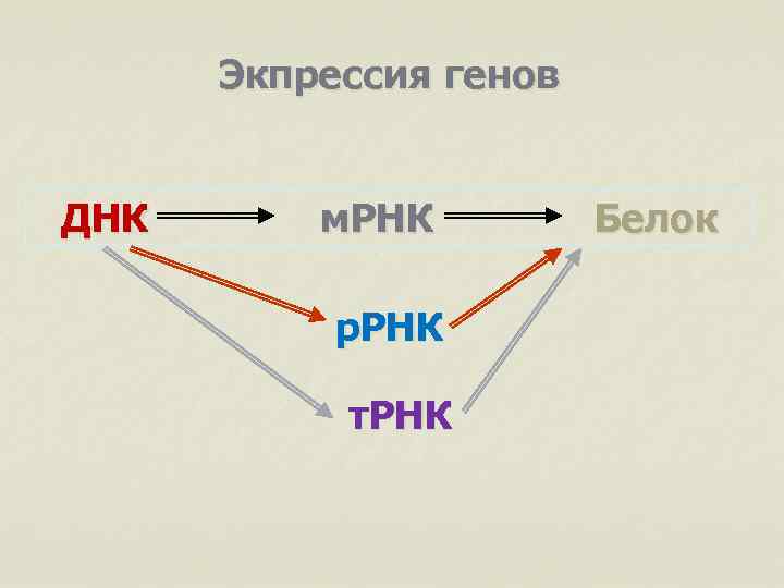 Экпрессия генов ДНК м. РНК р. РНК т. РНК Белок 