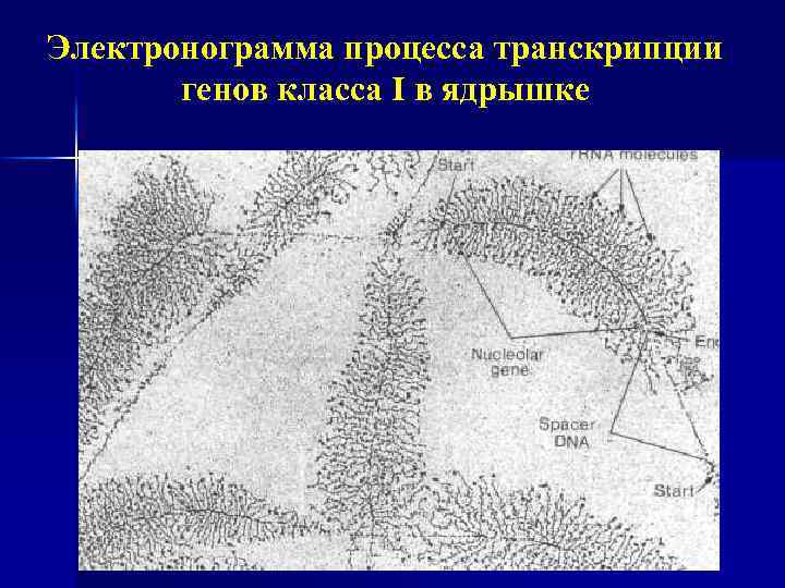 Электронограмма процесса транскрипции генов класса I в ядрышке 