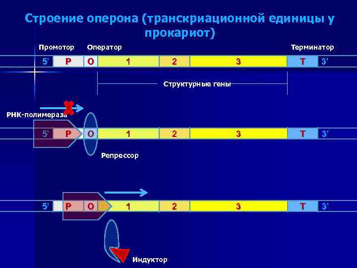 Строение оперона (транскриационной единицы у прокариот) Промотор 5’ P Оператор O Терминатор 1 2