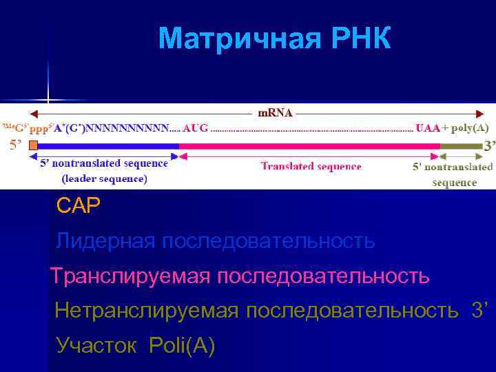 Матричная РНК CAP Лидерная последовательность Транслируемая последовательность Нетранслируемая последовательность 3’ Участок Poli(A) 