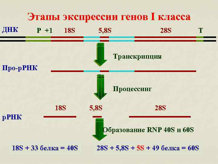 Что такое экспрессия генов