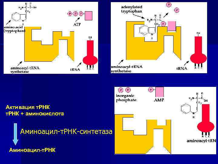 Активация т. РНК + аминокислота Аминоацил-т. РНК-синтетаза Аминоацил-т. РНК 