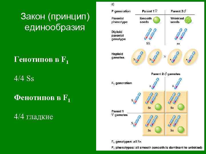 Закон (принцип) единообразия Генотипов в F 1 4/4 Ss Фенотипов в F 1 4/4