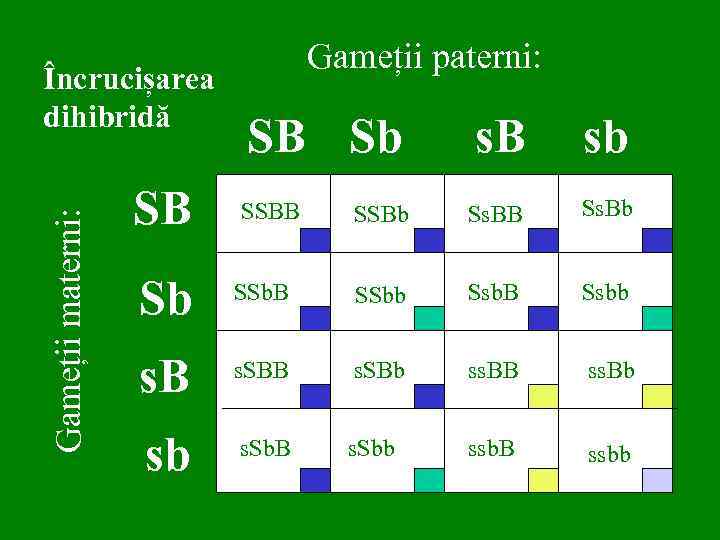 Gameții materni: Încrucișarea dihibridă SB Gameții paterni: SB Sb SSBB s. B sb SSBb
