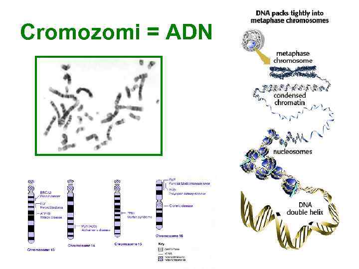Cromozomi = ADN 