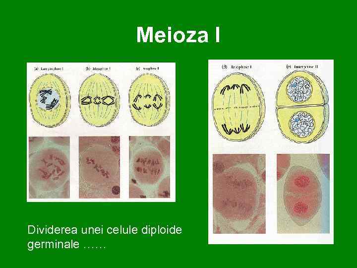 Meioza I Dividerea unei celule diploide germinale …… 