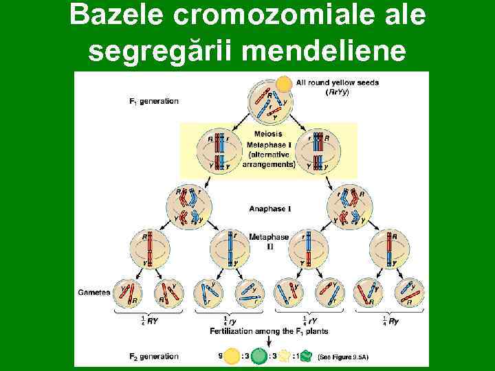Bazele cromozomiale segregării mendeliene 