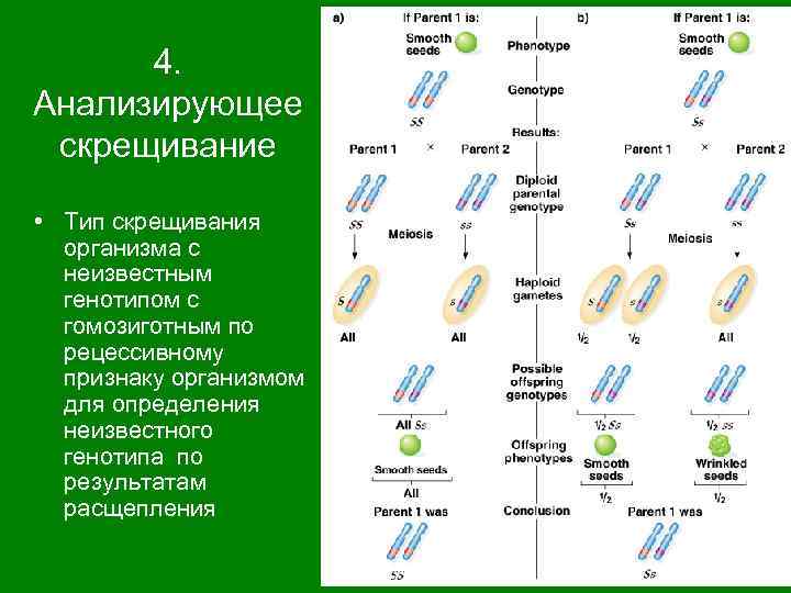 4. Анализирующее скрещивание • Тип скрещивания организма с неизвестным генотипом с гомозиготным по рецессивному