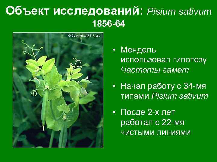 Объект исследований: Pisium sativum 1856 -64 • Мендель использовал гипотезу Частоты гамет • Начал