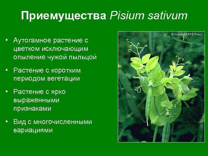 Приемущества Pisium sativum • Аутогамное растение с цветком исключающим опыление чужой пыльцой • Растение