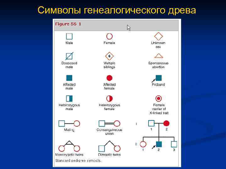 Символы генеалогического древа 