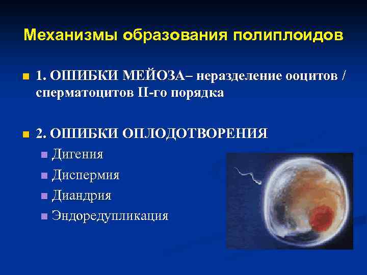 Механизмы образования полиплоидов n 1. ОШИБКИ МЕЙОЗА– неразделение ооцитов / сперматоцитов II-го порядка n