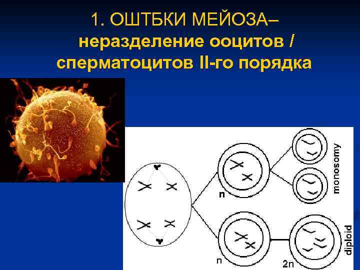 1. ОШТБКИ МЕЙОЗА– неразделение ооцитов / сперматоцитов II-го порядка 