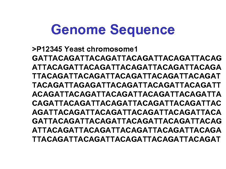 Genome Sequence >P 12345 Yeast chromosome 1 GATTACAGATTACAGATTACAGA TTACAGATTACAGATTACAGATTAGAGATTACAGATTACAGATTACAGATTACAGATTACAGATTACAGATTACAGATTACAGATTACAGATTACAGATTACAGATTACAGAT 