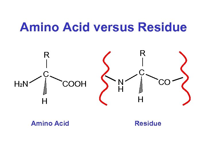 Amino Acid versus Residue R R C C H 2 N COOH H Amino