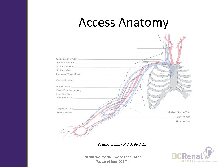 Access Anatomy Drawing courtesy of C. R. Bard, Inc. Cannulation for the Novice Cannulator