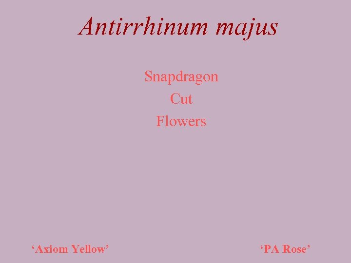 Antirrhinum majus Snapdragon Cut Flowers ‘Axiom Yellow’ ‘PA Rose’ 