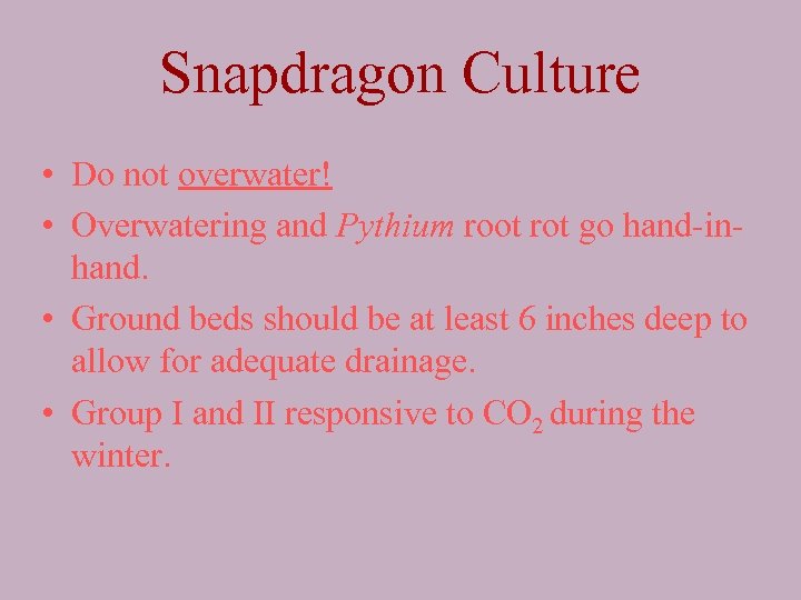 Snapdragon Culture • Do not overwater! • Overwatering and Pythium root rot go hand-inhand.