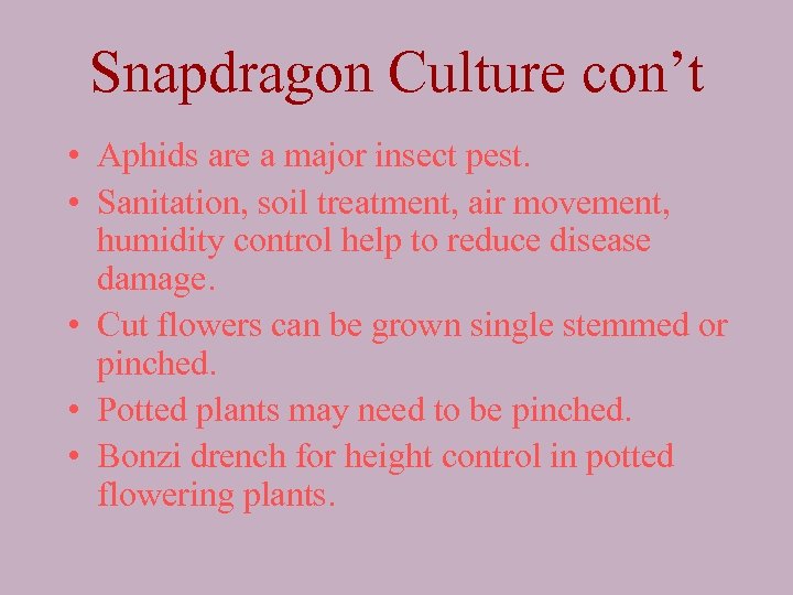 Snapdragon Culture con’t • Aphids are a major insect pest. • Sanitation, soil treatment,