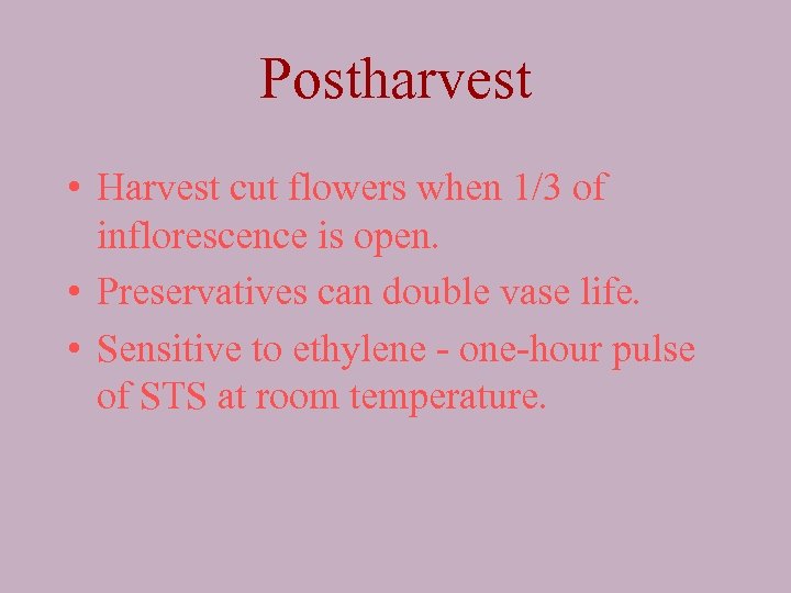 Postharvest • Harvest cut flowers when 1/3 of inflorescence is open. • Preservatives can