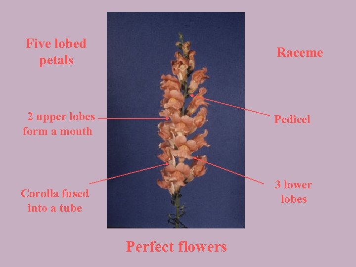 Five lobed petals Raceme 2 upper lobes form a mouth Pedicel 3 lower lobes