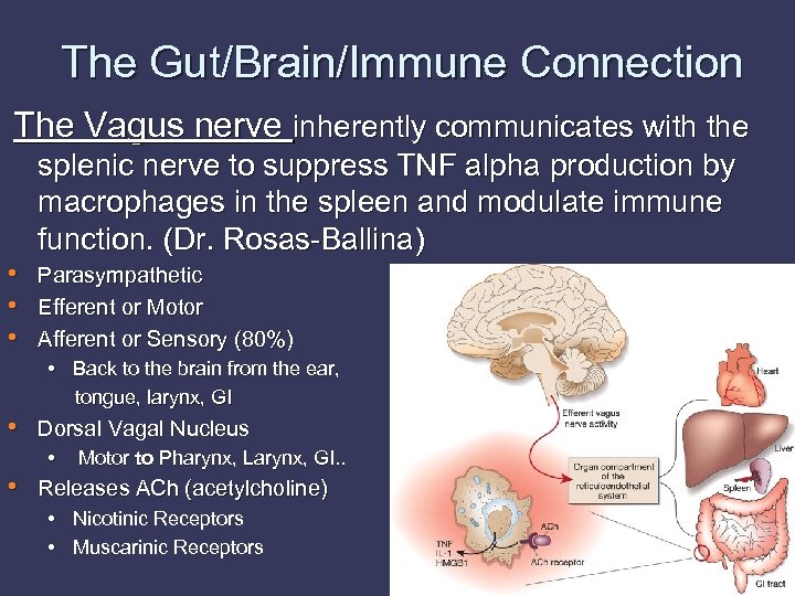 The Gut/Brain/Immune Connection The Vagus nerve inherently communicates with the splenic nerve to suppress