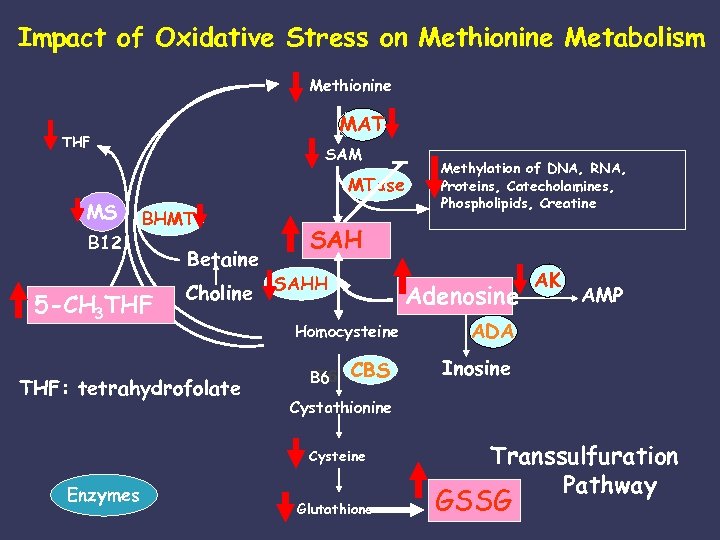 Impact of Oxidative Stress on Methionine Metabolism Methionine MAT THF SAM MTase MS B