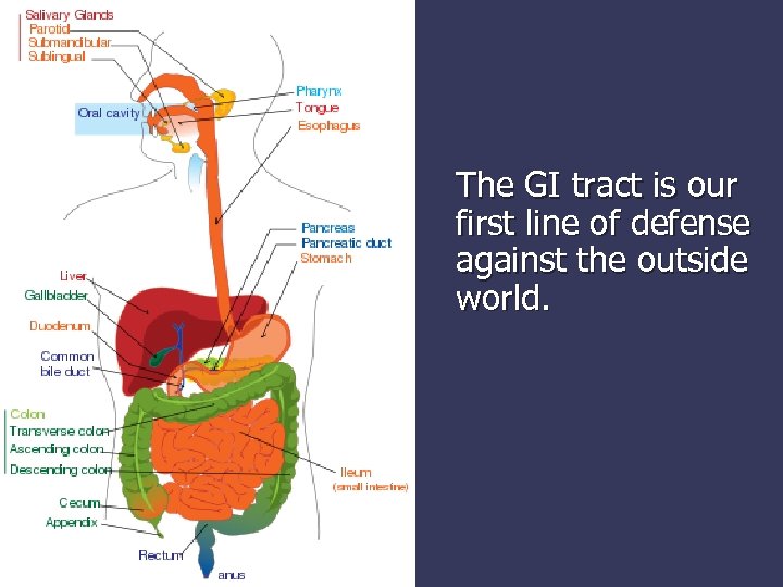 The GI tract is our first line of defense against the outside world. 