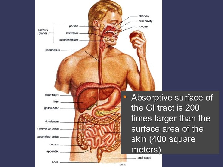  • Absorptive surface of the GI tract is 200 times larger than the