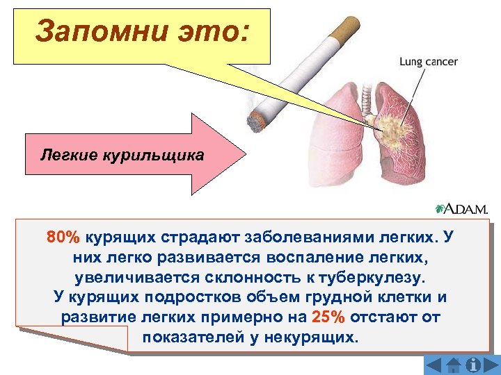 Запомни это: Легкие курильщика 80% курящих страдают заболеваниями легких. У них легко развивается воспаление