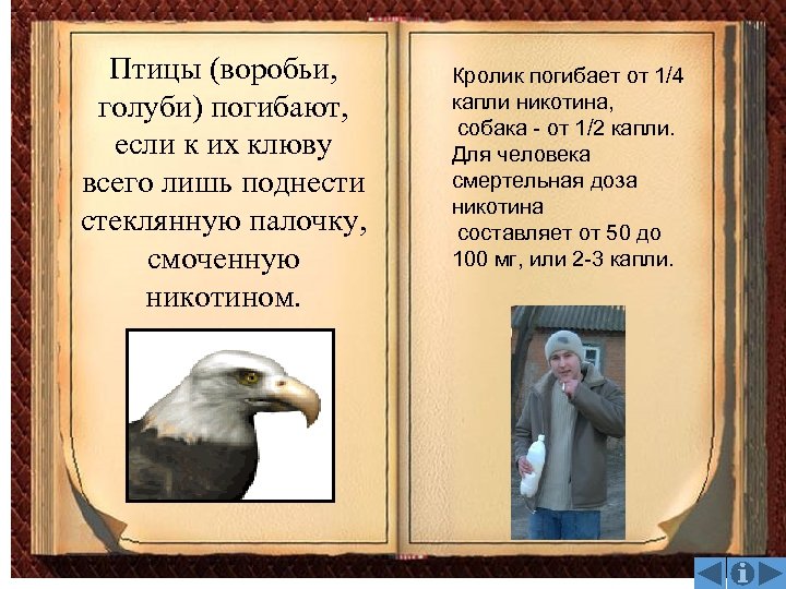 Птицы (воробьи, голуби) погибают, если к их клюву всего лишь поднести стеклянную палочку, смоченную