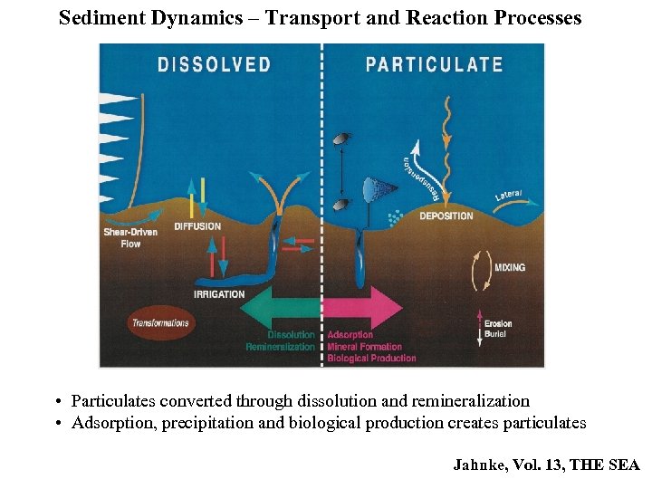 Sediment Dynamics – Transport and Reaction Processes • Particulates converted through dissolution and remineralization