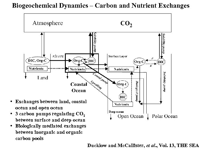 Biogeochemical Dynamics – Carbon and Nutrient Exchanges • Exchanges between land, coastal ocean and