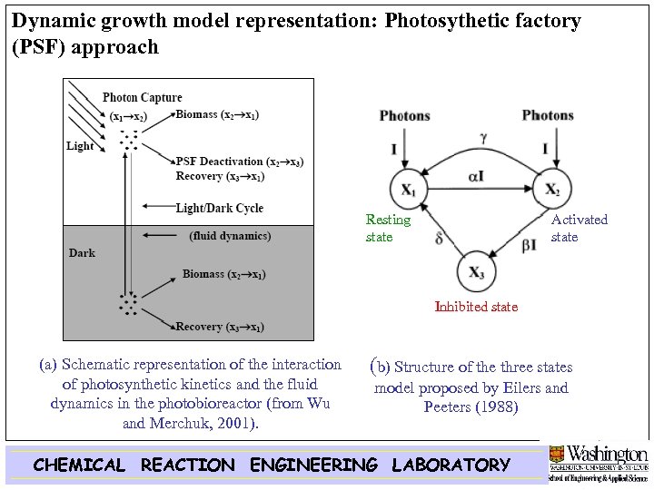 Dynamic growth model representation: Photosythetic factory (PSF) approach Resting state Activated state Inhibited state