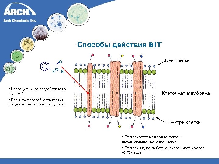 Способы действия BIT O Вне клетки SN H § Неспецифичное воздействие на группы S-H