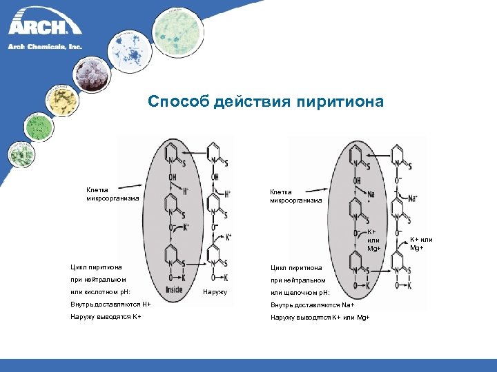 Способ действия пиритиона Клетка микроорганизма K+ или Mg+ Цикл пиритиона при нейтральном или кислотном