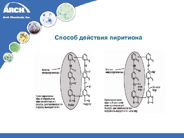 Способ действия пиритиона 