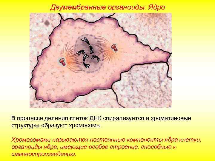Двумембранные органоиды. Ядро В процессе деления клеток ДНК спирализуется и хроматиновые структуры образуют хромосомы.
