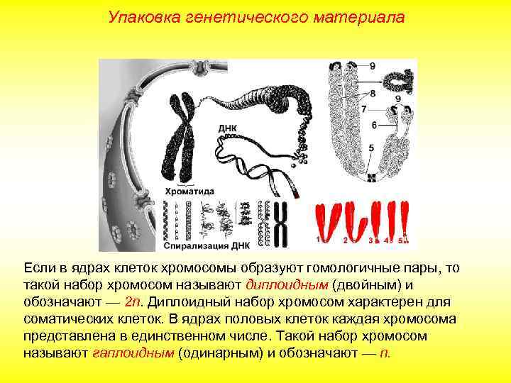 Упаковка генетического материала Если в ядрах клеток хромосомы образуют гомологичные пары, то такой набор