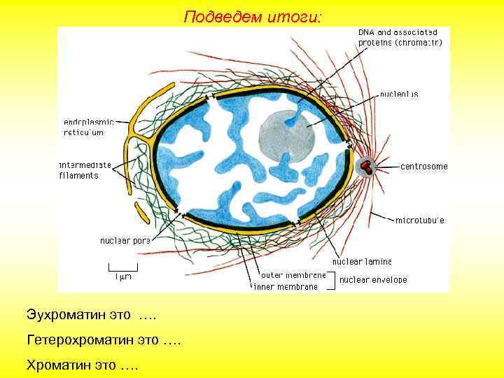 Подведем итоги: Эухроматин это …. Гетерохроматин это …. Хроматин это …. 