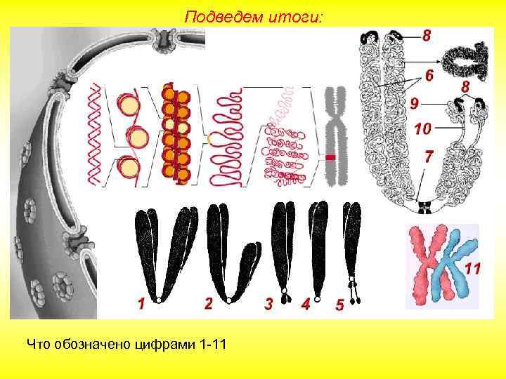 Подведем итоги: Что обозначено цифрами 1 -11 