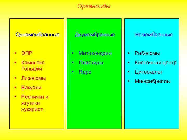 Органоиды Одномембранные Двумембранные Немембранные • ЭПР • Митохондрии • Рибосомы • Комплекс Гольджи •