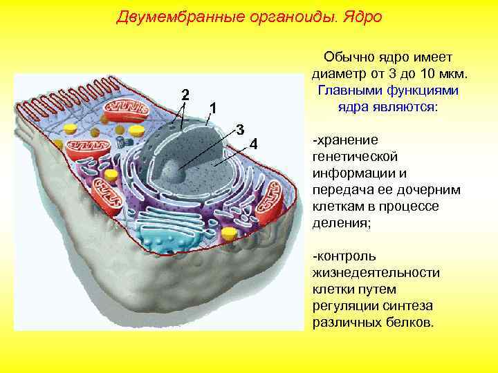 Двумембранные органоиды. Ядро Обычно ядро имеет диаметр от 3 до 10 мкм. Главными функциями