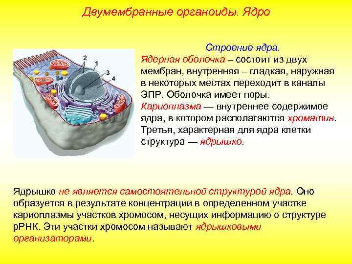 Двумембранные органоиды. Ядро Строение ядра. Ядерная оболочка – состоит из двух мембран, внутренняя –