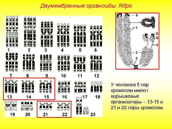 Двумембранные органоиды. Ядро У человека 5 пар хромосом имеют ядрышковые организаторы – 13 -15
