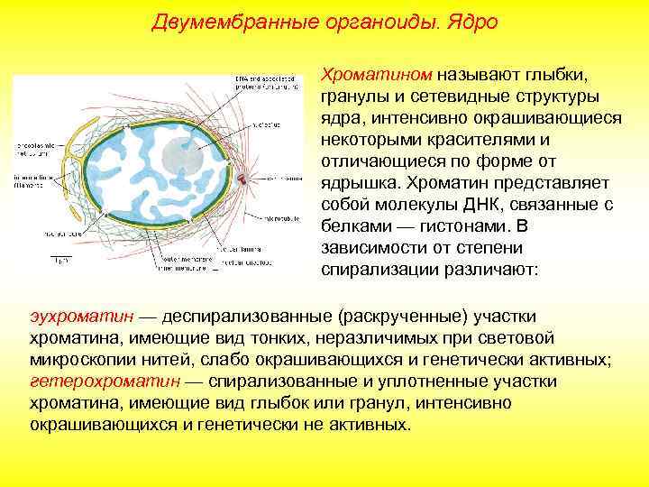 Двумембранные органоиды. Ядро Хроматином называют глыбки, гранулы и сетевидные структуры ядра, интенсивно окрашивающиеся некоторыми