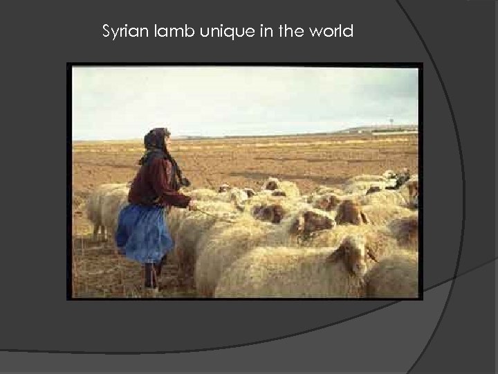 Syrian lamb unique in the world 